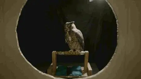 CBC - The Nature of Things: The Secret Life of Owls (2017)