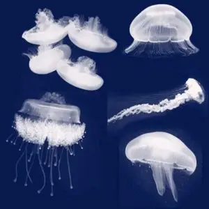 Brush set - Jellyfish