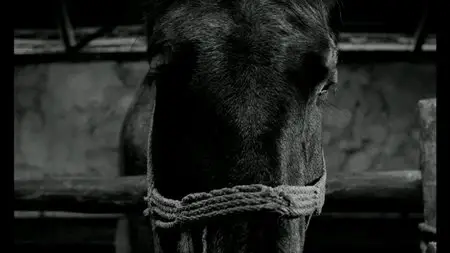 A Torinói ló / The Turin Horse (2011)