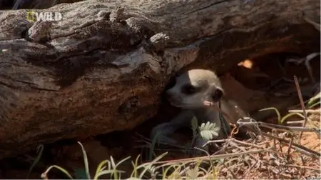 National Geographic - Mighty Meerkats (2012)