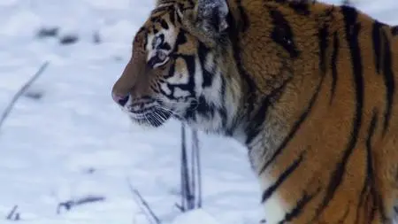 Big Cats S01E01