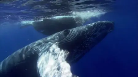 BBC - Britain's Whale Hunters: The Untold Story (2014)