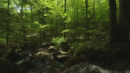 Secrets of Our Living Planet. Season 1, Episode 3 - Seasonal Forest / BBC. Как устроена природа. Серия 3 - Сезонные леса (2012)