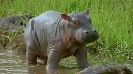 BBC - Natural World: Bringing Up Baby (2009)