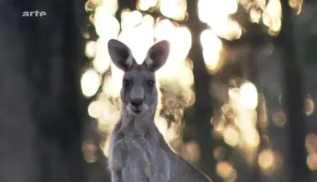 (Arte) Australie, le phénomène kangourou (2012)