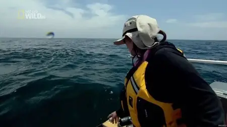 National Geographic - Squid Vs Whale (2012)