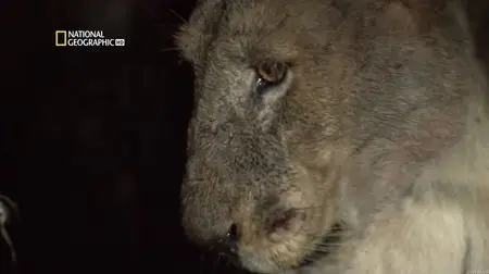 National Geographic - The Pack: Lions (2012)