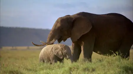Africa: the Serengeti (1994)