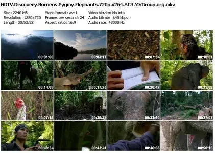Borneo's Pygmy Elephants (2006)