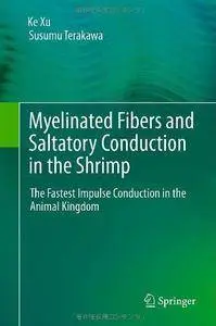 Myelinated Fibers and Saltatory Conduction in the Shrimp: The Fastest Impulse Conduction in the Animal Kingdom (Repost)