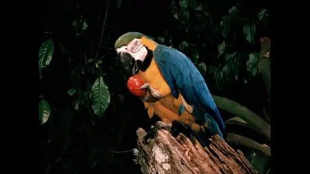 Jungle Cat (1960) [MultiSubs]