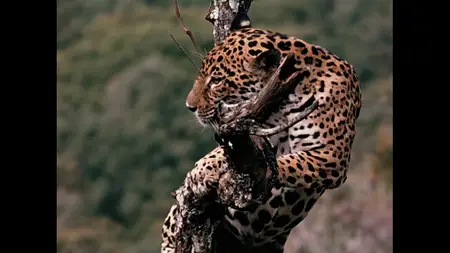 Jungle Cat (1960) [MultiSubs]