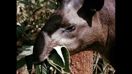 Jungle Cat (1960) [MultiSubs]