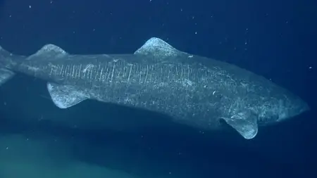 Sea of Hope: America's Underwater Treasures (2017)
