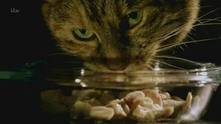 ITV - The Story of Cats: Series 1 (2016)