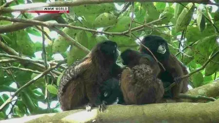 NHK Wildlife - Amazon Alliance: New World Monkeys (2011)