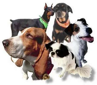 Dogs PNG Collection
