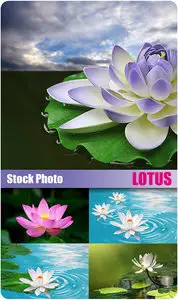 Stock Photo - Lotus