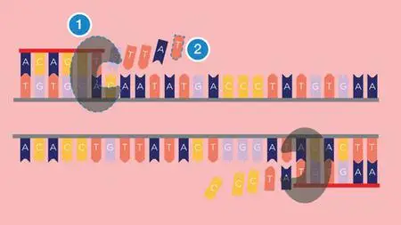 Master Primer Designing & Polymerase Chain Reaction (Pcr)