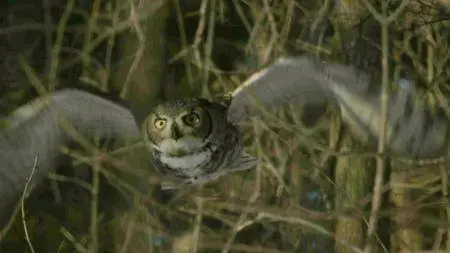 CBC - The Nature of Things: The Secret Life of Owls (2017)
