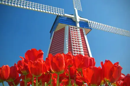 Windmill Widescreen Wallpapers