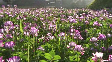 Satoyama: Japan's Secret Water Garden (2004)