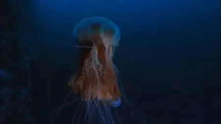 NG. - World's Deadliest Jellyfish (2021)