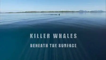 BBC Natural World - Killer Whales: Beneath the Surface (2013)