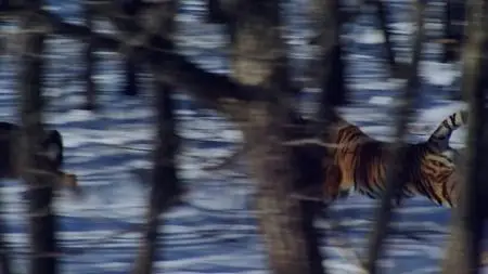 Big Cats S01E01