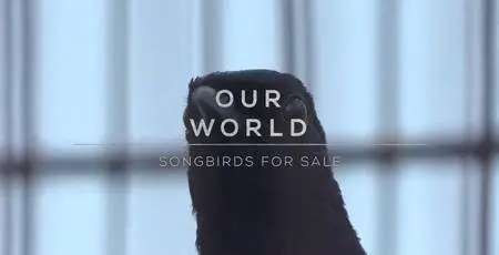 BBC Our World - Songbirds for Sale (2017)