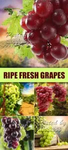 Stock Photo - Fresh Ripe Grapes