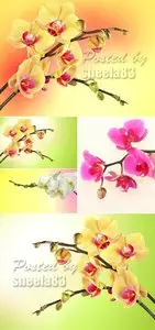 Stock Photo - Orchids