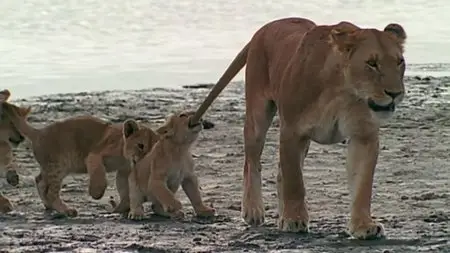BBC - Natural World: Bringing Up Baby (2009)