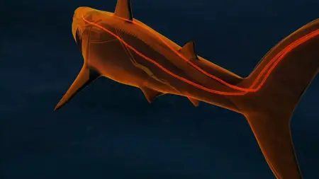 National Geographic - Ultimate Shark (2007)