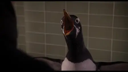 Mr. Popper's Penguins (2011)