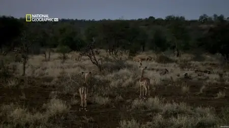 National Geographic - The Pack: Lions (2012)