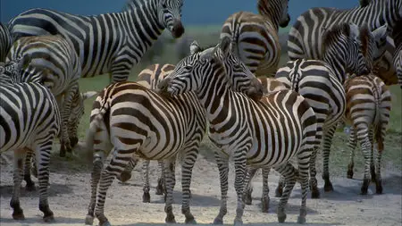 Africa: the Serengeti (1994)
