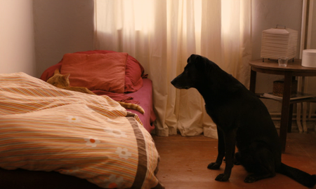 The Strange Little Cat / Das merkwürdige Kätzchen (2013)