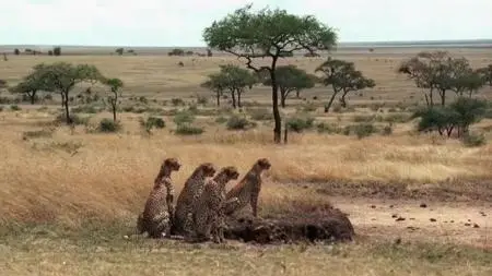 PBS - Beautiful Serengeti (2017)