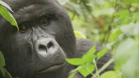 BBC: Mountain Gorilla. Ep2 - Last Stand of the Silverback King / BBC: Горная горилла. Серия 2 (2010) [ReUp]