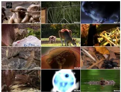 National Geographic Wild - Deadly Dozen: Urban Jungle (2008)