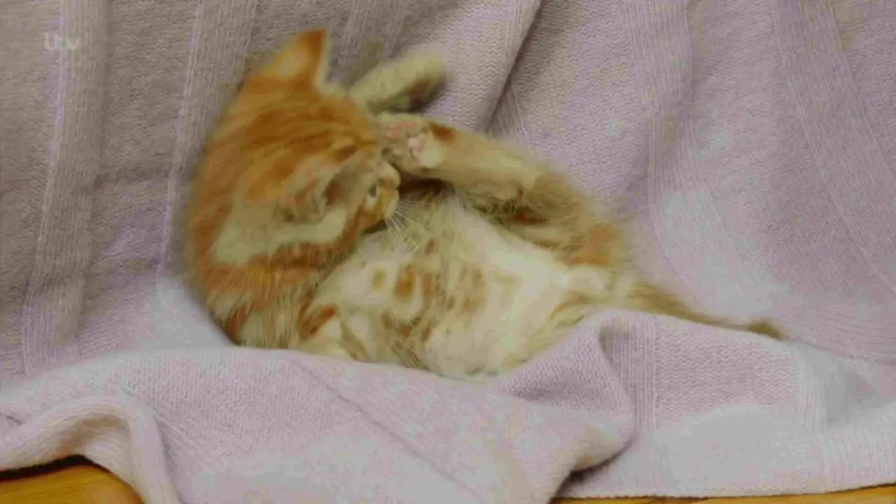 ITV - The Story of Cats: Series 1 (2016)