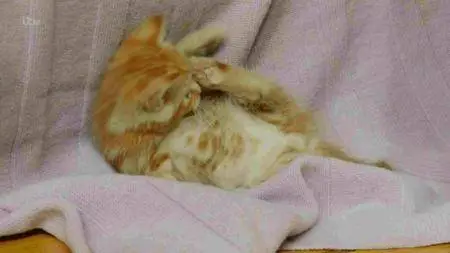 ITV - The Story of Cats: Series 1 (2016)