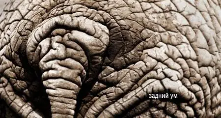 Креатив от mi3ch