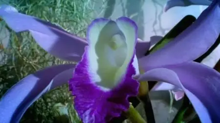 UKTV - Plants Behaving Badly (2013)