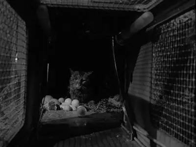 Rhubarb (1951)