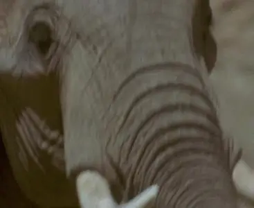 (Adventure) KIN - Sur la piste des Eléphants [DVDrip] 2000