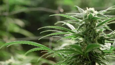 GrassRoots: The Cannabis Revolution (2016)
