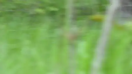 Big Cats S01E01