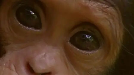 BBC - Natural World: Bringing Up Baby (2009)
